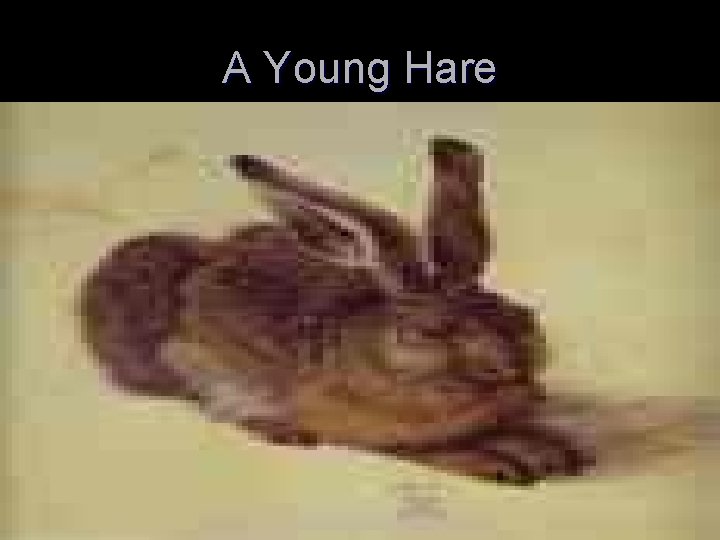 A Young Hare 