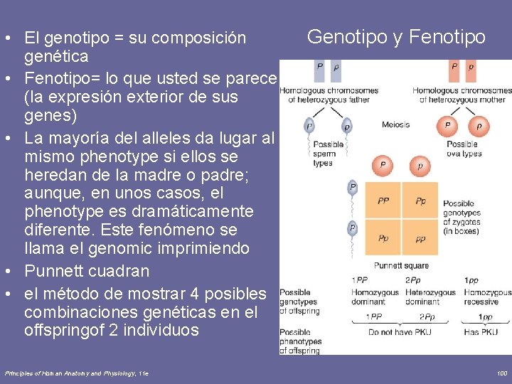  • El genotipo = su composición genética • Fenotipo= lo que usted se