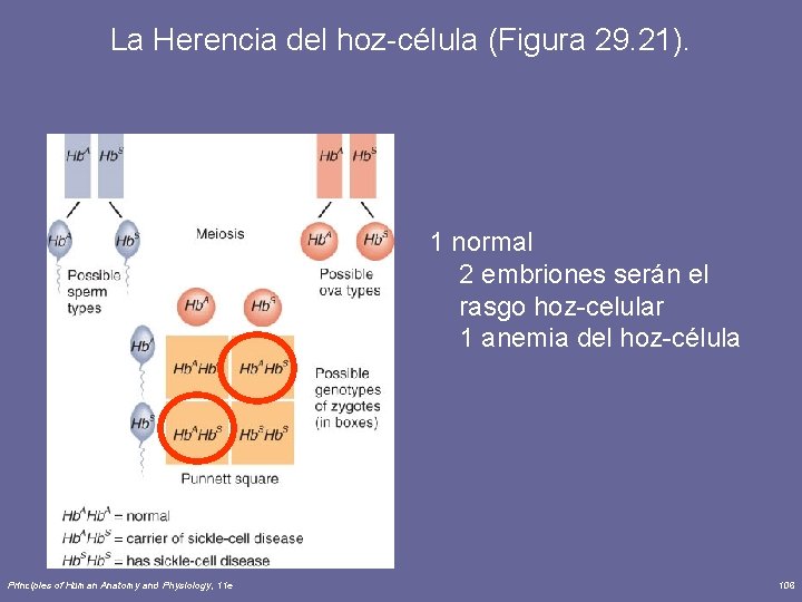 La Herencia del hoz-célula (Figura 29. 21). 1 normal 2 embriones serán el rasgo