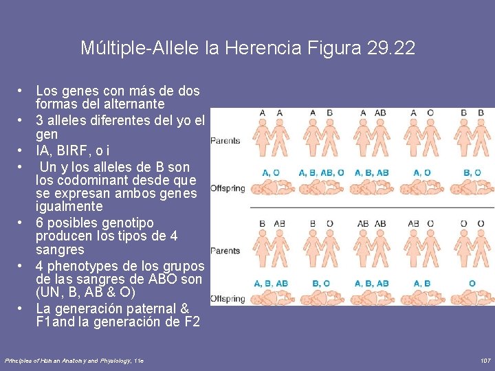 Múltiple-Allele la Herencia Figura 29. 22 • Los genes con más de dos formas