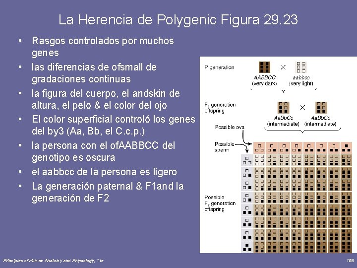 La Herencia de Polygenic Figura 29. 23 • Rasgos controlados por muchos genes •