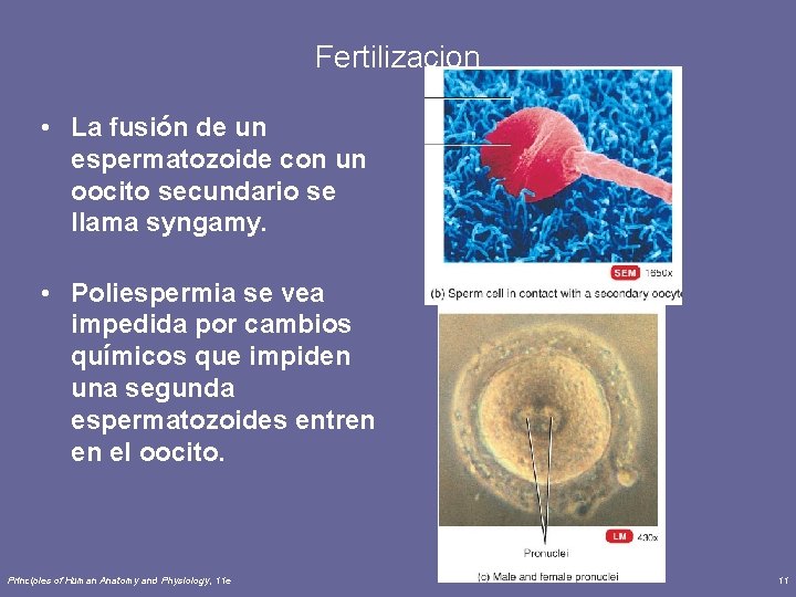 Fertilizacion • La fusión de un espermatozoide con un oocito secundario se llama syngamy.