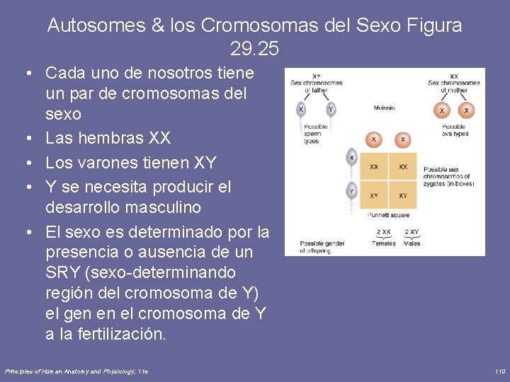 Autosomes & los Cromosomas del Sexo Figura 29. 25 • Cada uno de nosotros