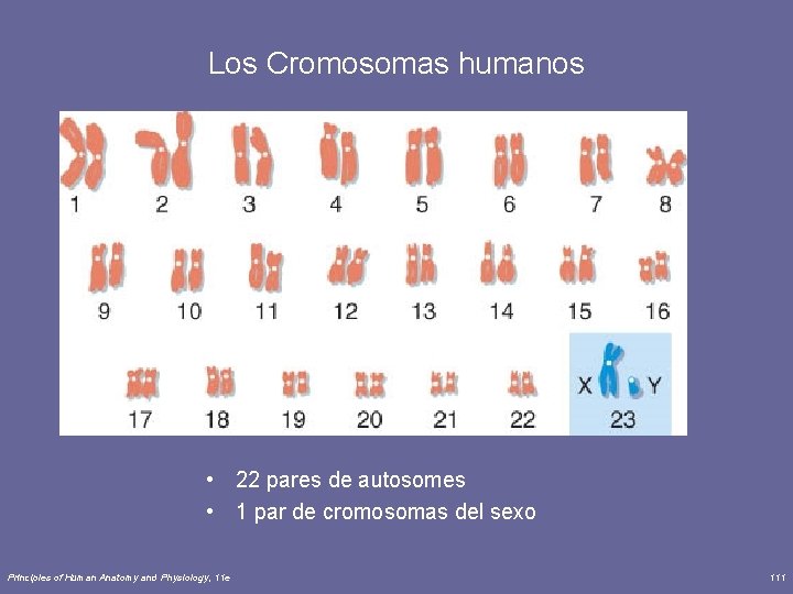Los Cromosomas humanos • 22 pares de autosomes • 1 par de cromosomas del