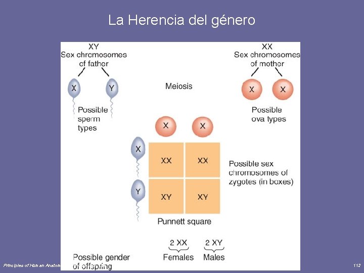 La Herencia del género Principles of Human Anatomy and Physiology, 11 e 112 