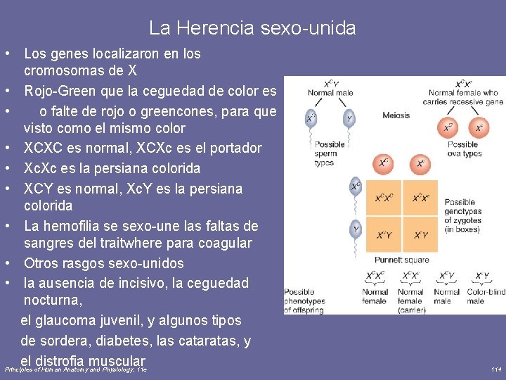 La Herencia sexo-unida • Los genes localizaron en los cromosomas de X • Rojo-Green