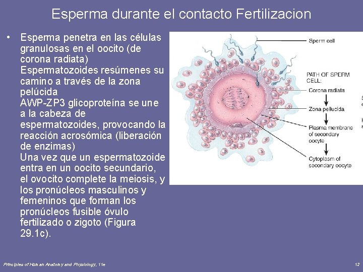 Esperma durante el contacto Fertilizacion • Esperma penetra en las células granulosas en el