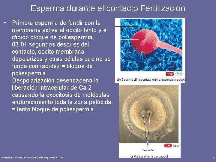 Esperma durante el contacto Fertilizacion • Primera esperma de fundir con la membrana activa