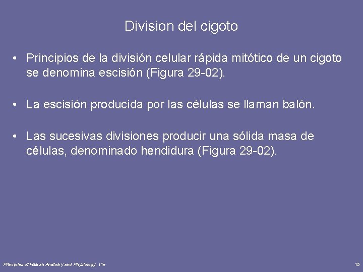 Division del cigoto • Principios de la división celular rápida mitótico de un cigoto