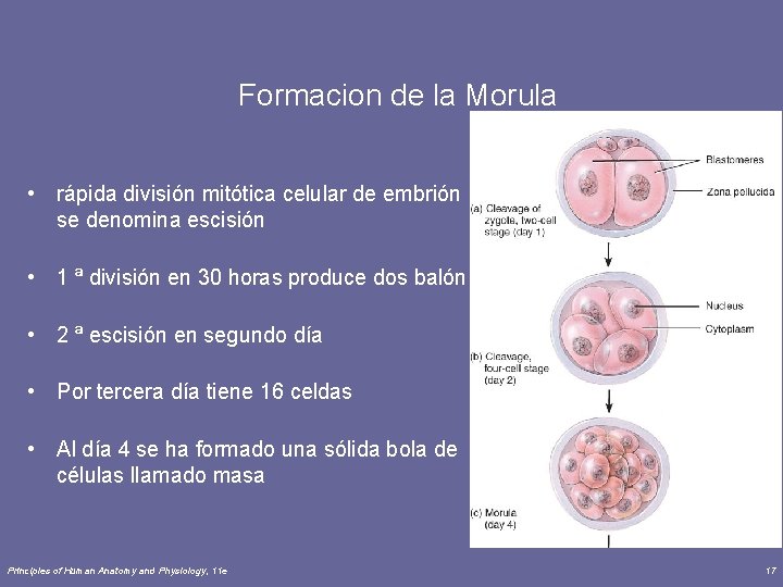 Formacion de la Morula • rápida división mitótica celular de embrión se denomina escisión