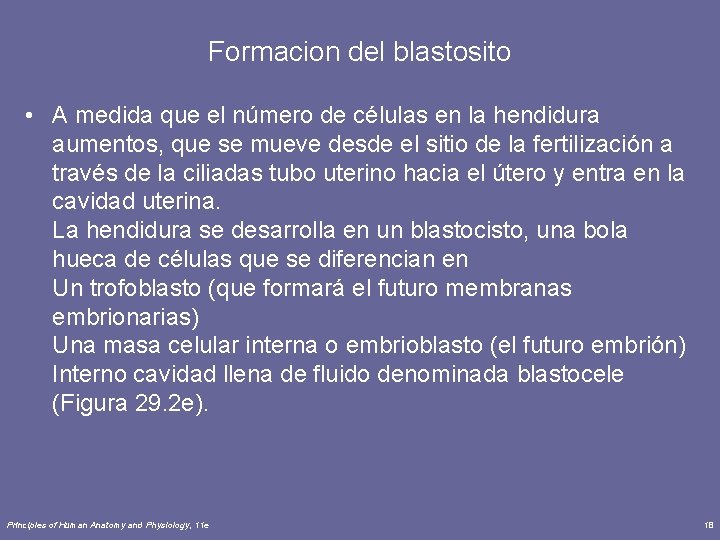 Formacion del blastosito • A medida que el número de células en la hendidura