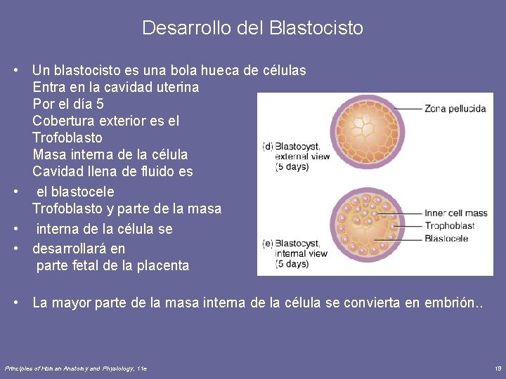 Desarrollo del Blastocisto • Un blastocisto es una bola hueca de células Entra en