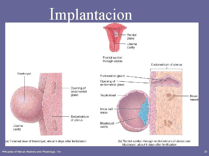 Implantacion Principles of Human Anatomy and Physiology, 11 e 22 