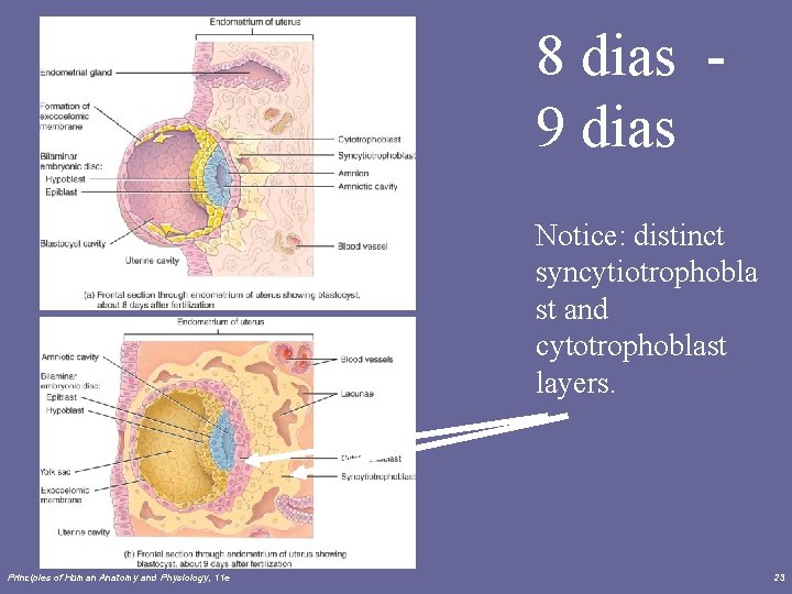 8 dias 9 dias Notice: distinct syncytiotrophobla st and cytotrophoblast layers. Principles of Human