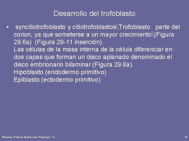 Desarrollo del trofoblasto • syncitiotrofoblasto y citiotrofoblastos Trofoblasto parte del corion, ya que someterse