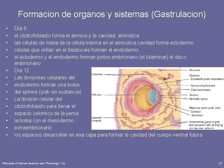 Formacion de organos y sistemas (Gastrulacion) • • • • Día 8 el citotrofoblasto