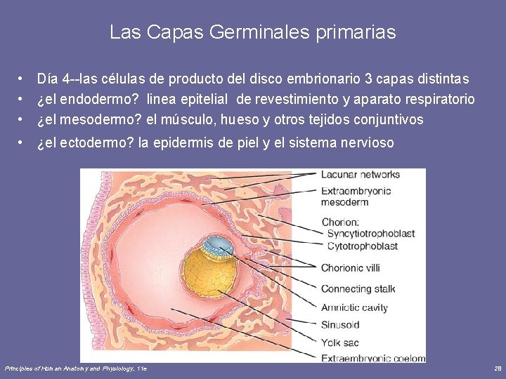 Las Capas Germinales primarias • Día 4 --las células de producto del disco embrionario