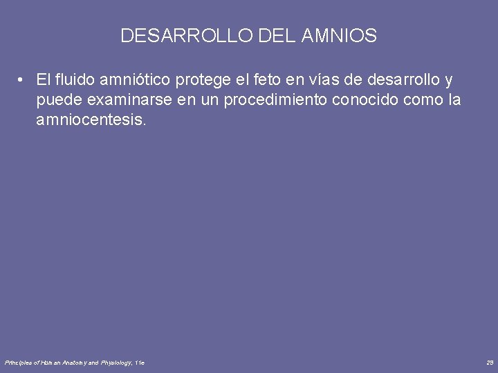 DESARROLLO DEL AMNIOS • El fluido amniótico protege el feto en vías de desarrollo