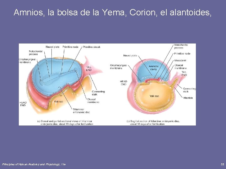 Amnios, la bolsa de la Yema, Corion, el alantoides, Principles of Human Anatomy and