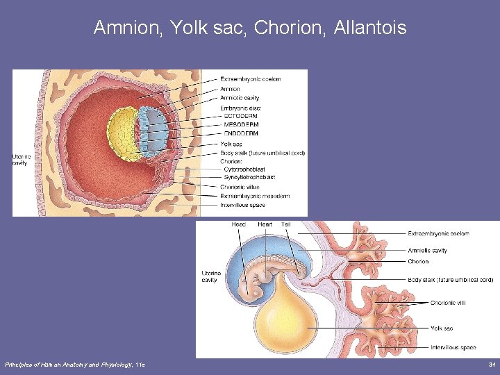 Amnion, Yolk sac, Chorion, Allantois Principles of Human Anatomy and Physiology, 11 e 34