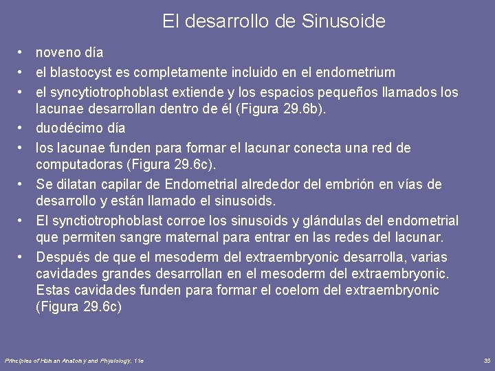 El desarrollo de Sinusoide • noveno día • el blastocyst es completamente incluido en