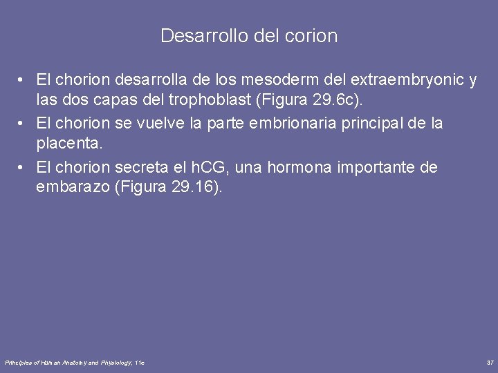 Desarrollo del corion • El chorion desarrolla de los mesoderm del extraembryonic y las