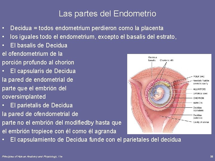 Las partes del Endometrio • Decidua = todos endometrium perdieron como la placenta •