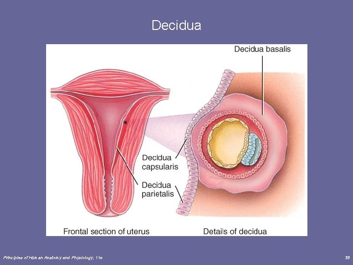 Decidua Principles of Human Anatomy and Physiology, 11 e 39 