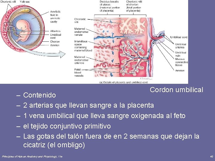 – – – Cordon umbilical Contenido 2 arterias que llevan sangre a la placenta