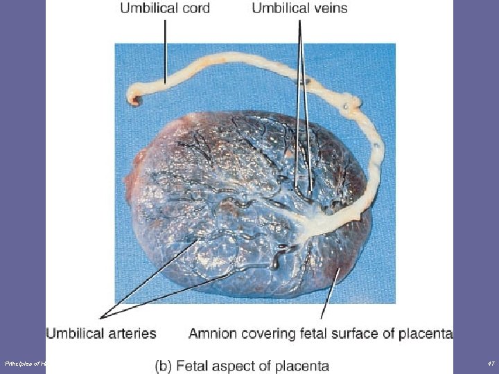 Principles of Human Anatomy and Physiology, 11 e 47 