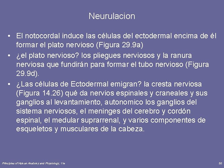 Neurulacion • El notocordal induce las células del ectodermal encima de él formar el