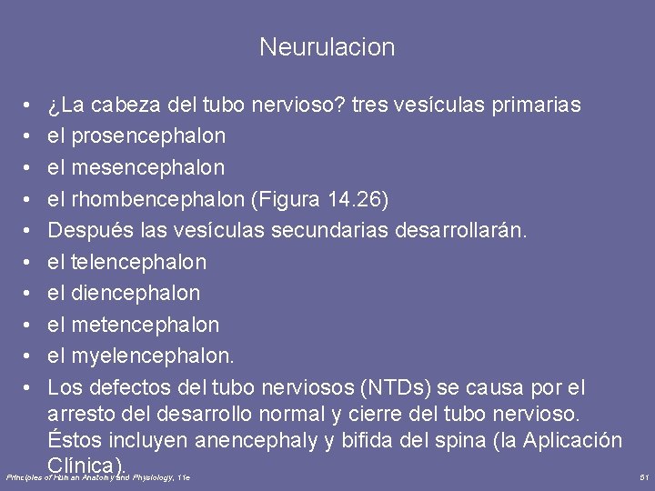 Neurulacion • • • ¿La cabeza del tubo nervioso? tres vesículas primarias el prosencephalon