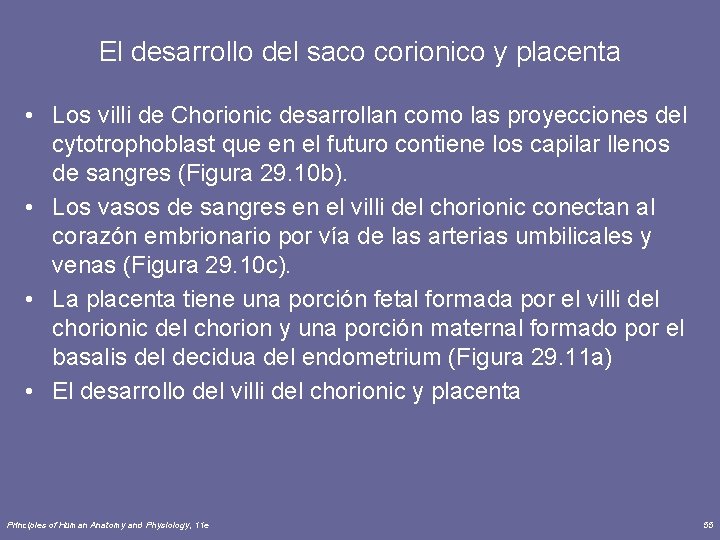 El desarrollo del saco corionico y placenta • Los villi de Chorionic desarrollan como
