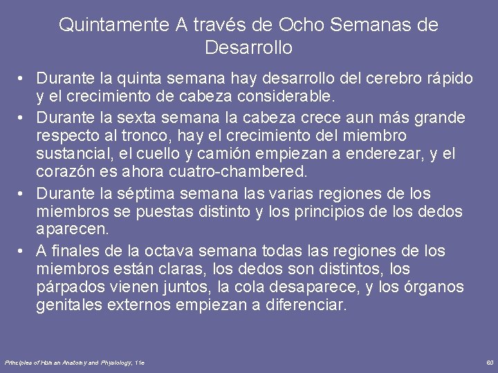 Quintamente A través de Ocho Semanas de Desarrollo • Durante la quinta semana hay