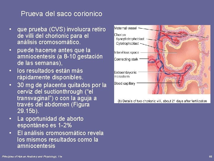 Prueva del saco corionico • que prueba (CVS) involucra retiro de villi del chorionic