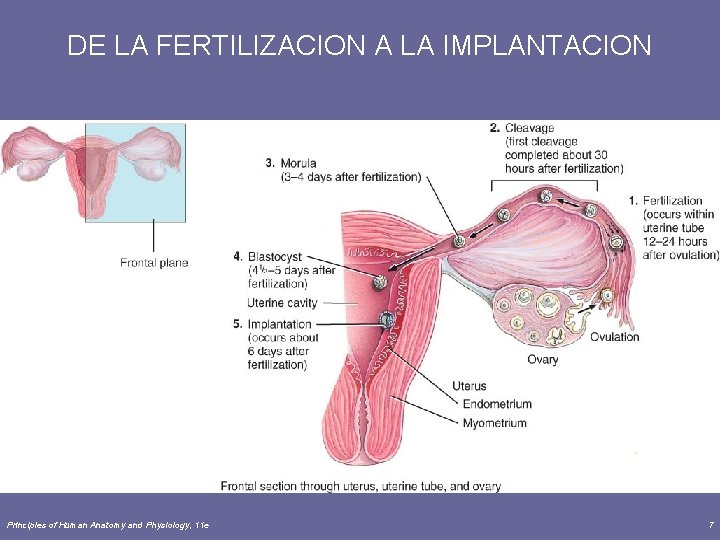 DE LA FERTILIZACION A LA IMPLANTACION Principles of Human Anatomy and Physiology, 11 e