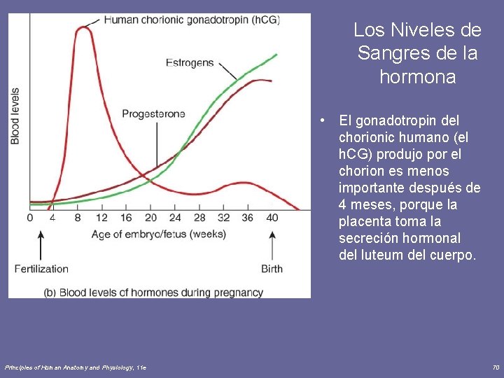 Los Niveles de Sangres de la hormona • El gonadotropin del chorionic humano (el