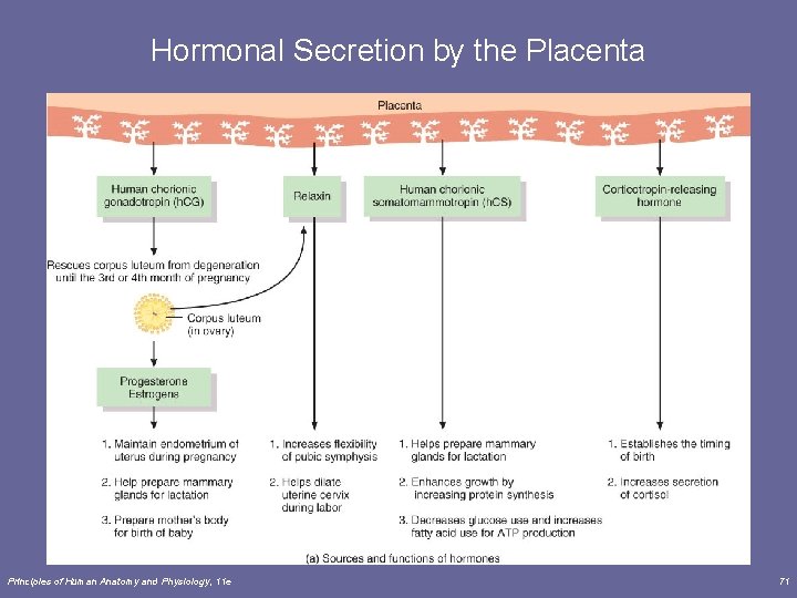Hormonal Secretion by the Placenta Principles of Human Anatomy and Physiology, 11 e 71