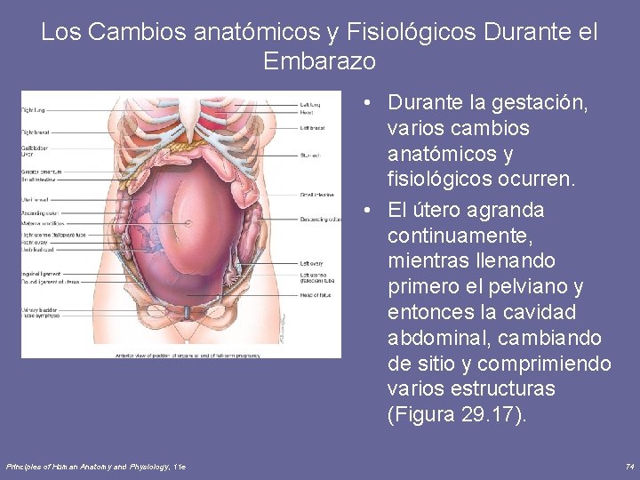 Los Cambios anatómicos y Fisiológicos Durante el Embarazo • Durante la gestación, varios cambios