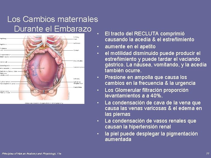 Los Cambios maternales Durante el Embarazo • • Principles of Human Anatomy and Physiology,