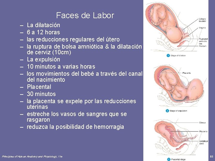 Faces de Labor – – – La dilatación 6 a 12 horas las reducciones