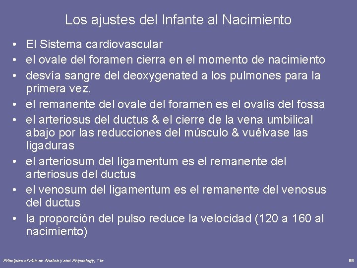 Los ajustes del Infante al Nacimiento • El Sistema cardiovascular • el ovale del