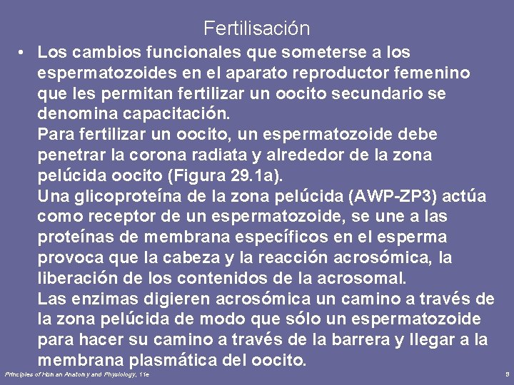 Fertilisación • Los cambios funcionales que someterse a los espermatozoides en el aparato reproductor