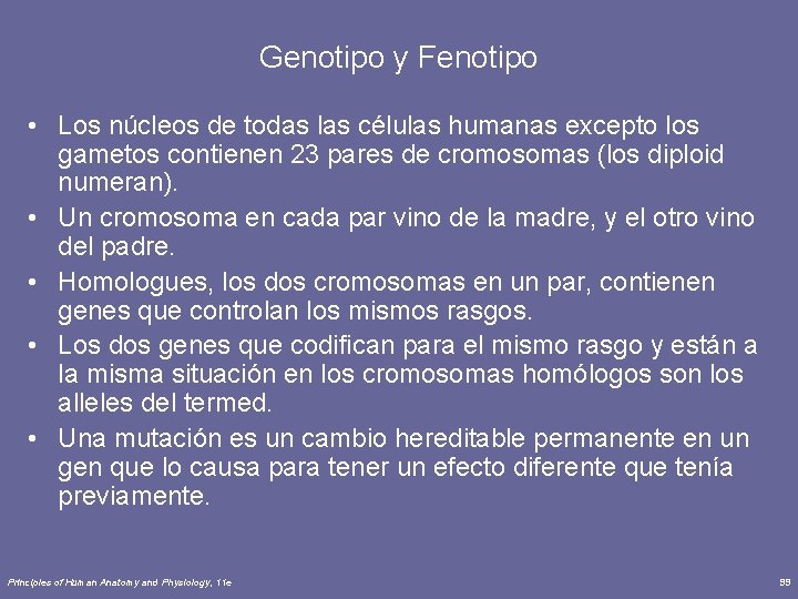 Genotipo y Fenotipo • Los núcleos de todas las células humanas excepto los gametos