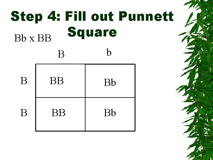 Step 4: Fill out Punnett Square Bb x BB B b B BB Bb