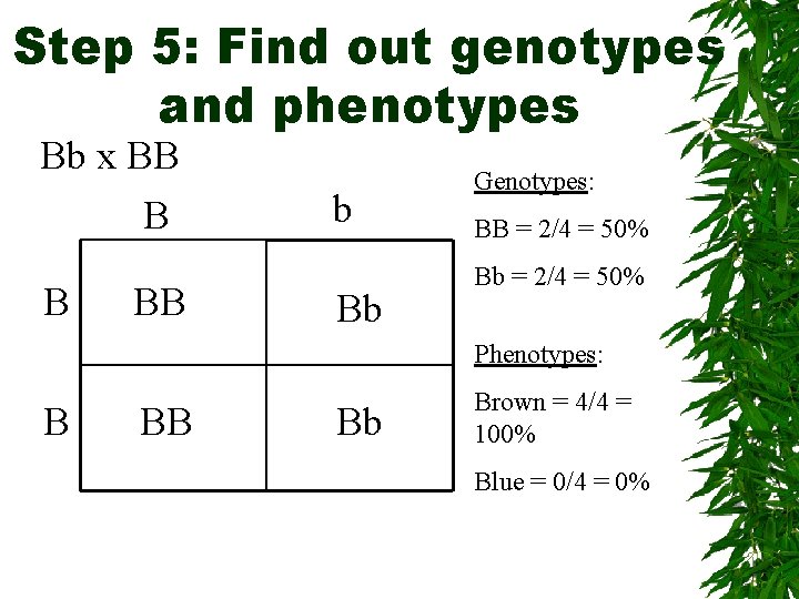 Step 5: Find out genotypes and phenotypes Bb x BB B B BB b
