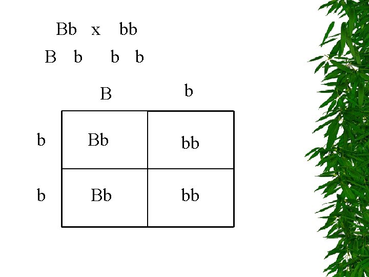 Bb x bb B b b Bb bb 