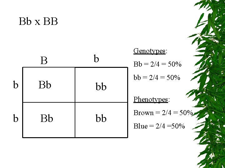 Bb x BB B b Bb b bb Genotypes: Bb = 2/4 = 50%