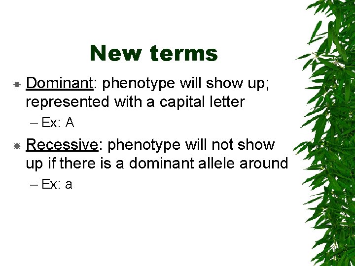 New terms Dominant: phenotype will show up; represented with a capital letter – Ex: