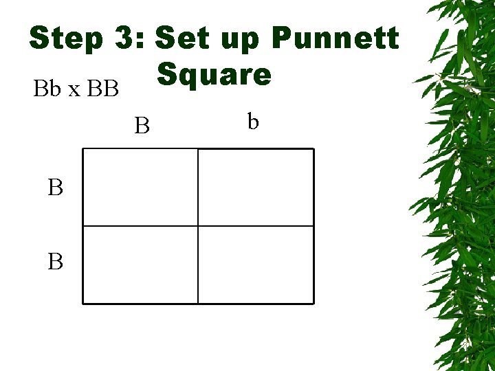 Step 3: Set up Punnett Square Bb x BB B b 